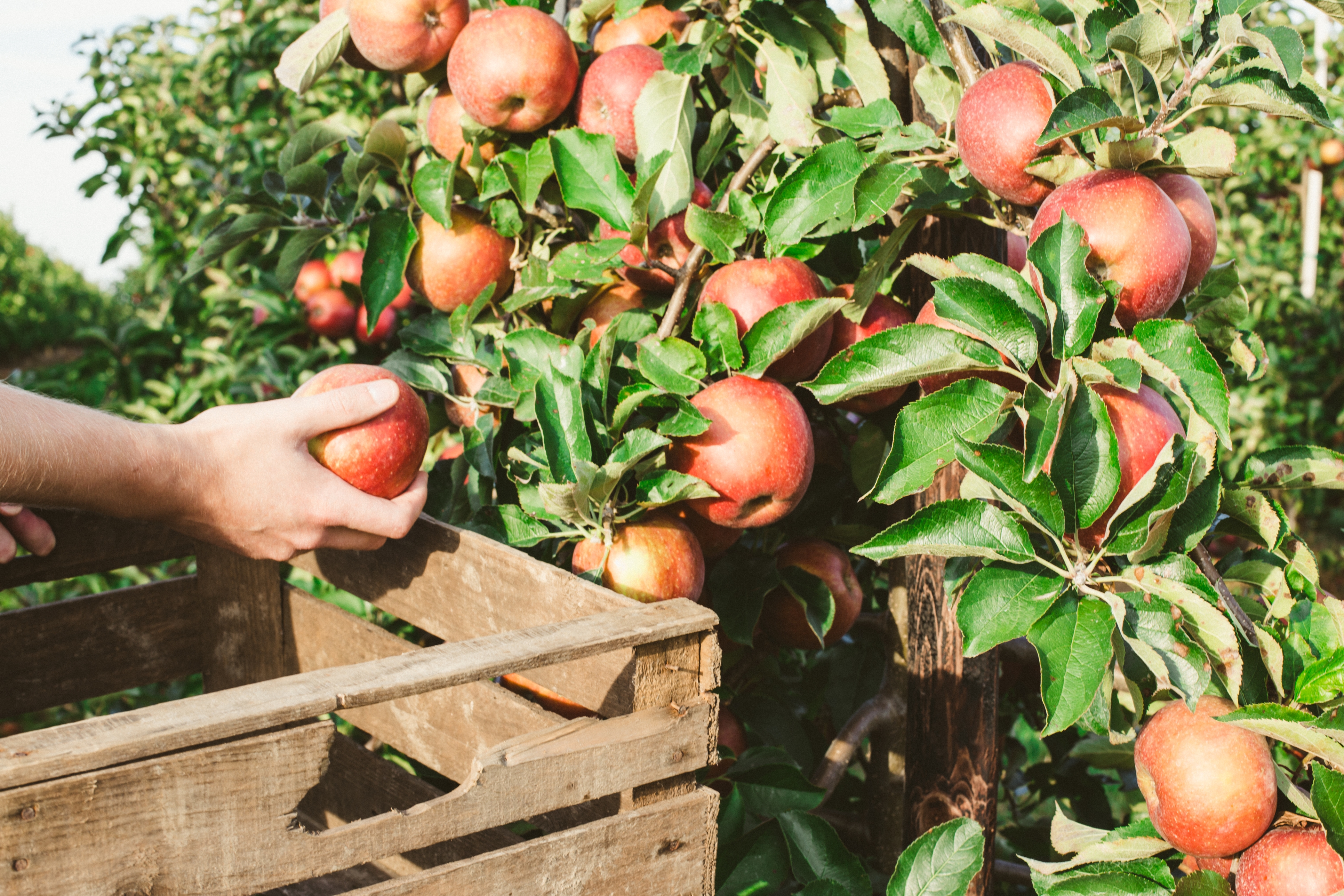 Mann bei der Apfelernte Mann bei der Apfelernte