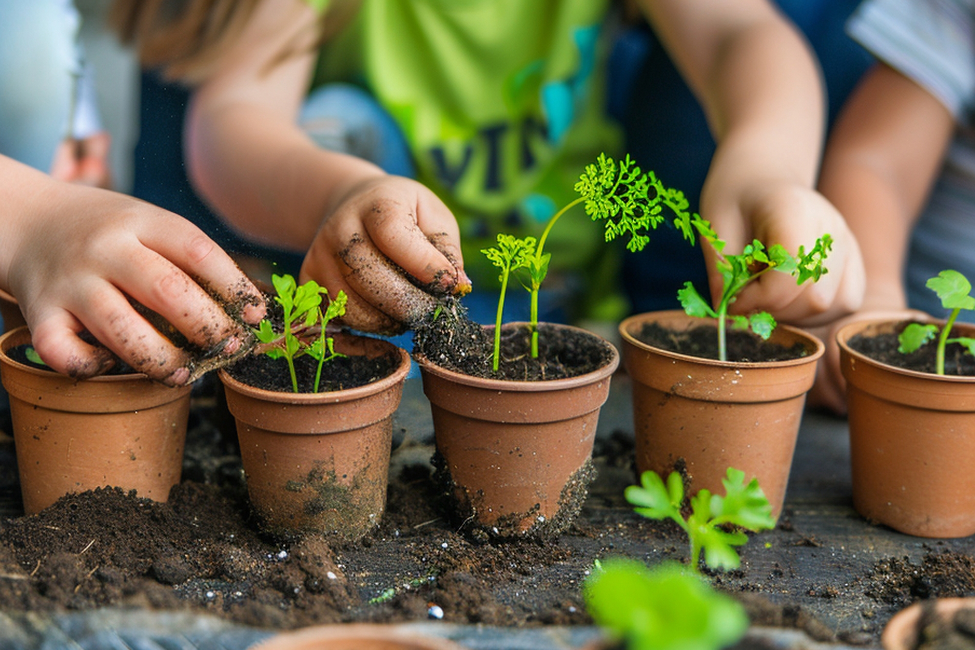 Kinderhände pflanzen Kräuter in kleine Blumentöpfe